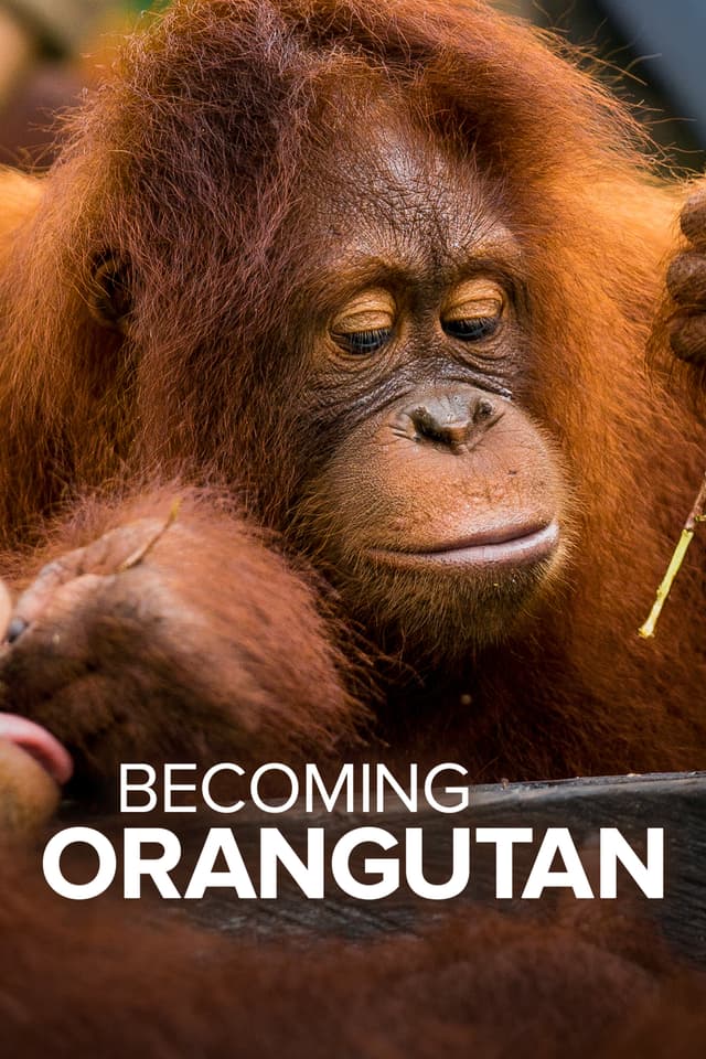 Becoming Orangutan