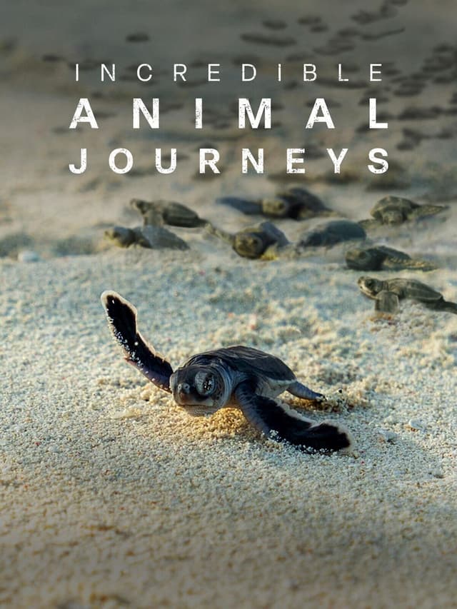 Incredible Animal Journeys