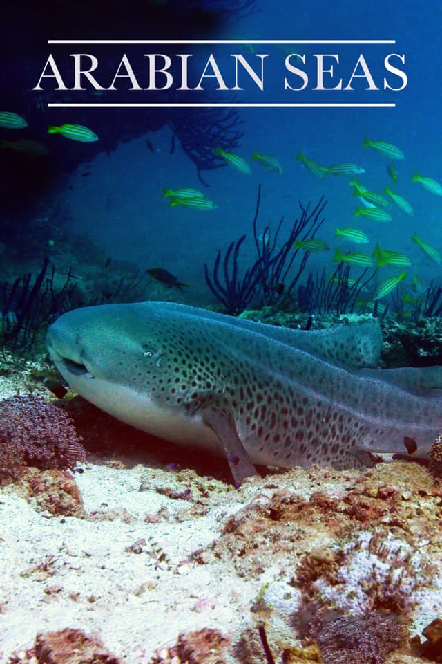 Arabian Seas