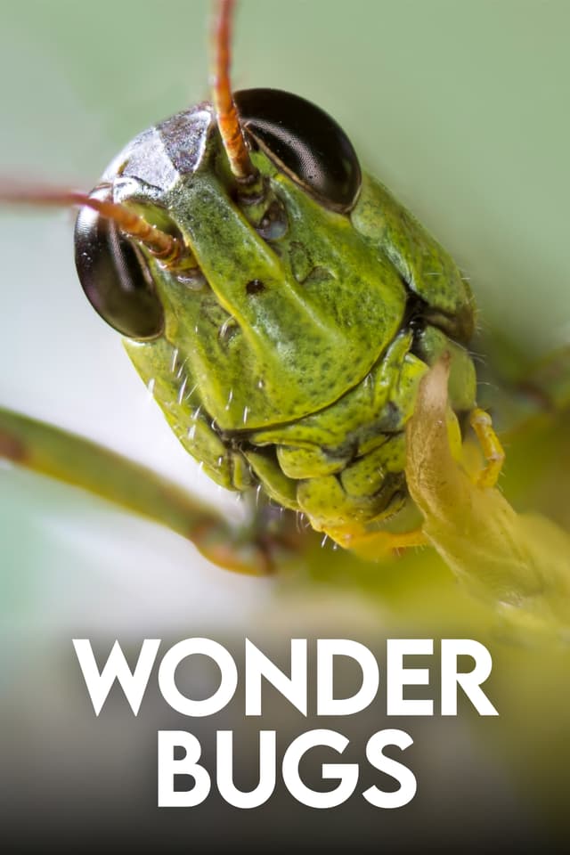 Wonder Bugs