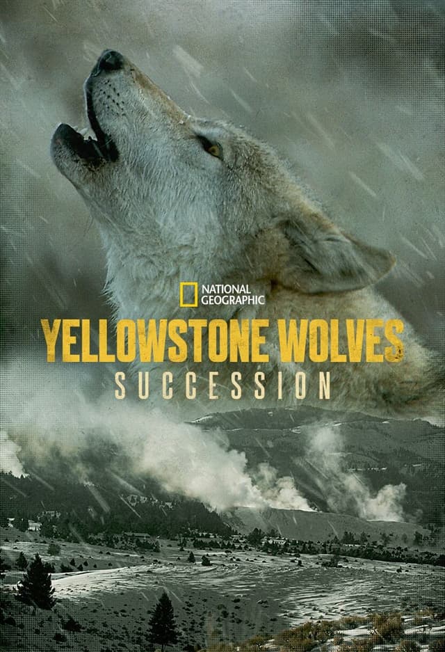 Yellowstone Wolves: Succession