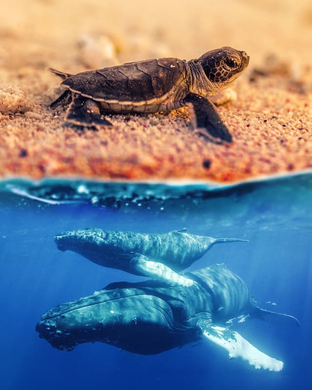 Australia's Wild Moments