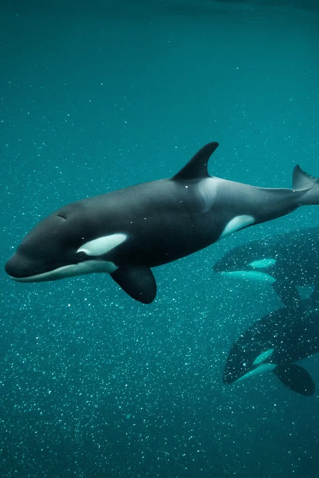 Killer Whale Chronicles