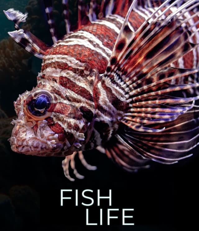 Comme un poisson dans l'eau