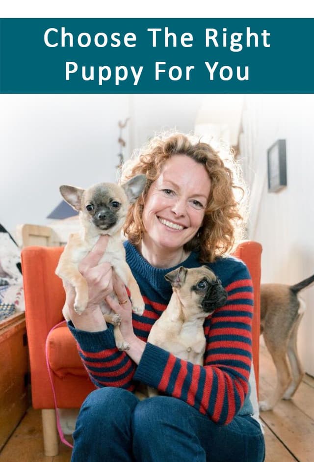 Choose the Right Puppy for You